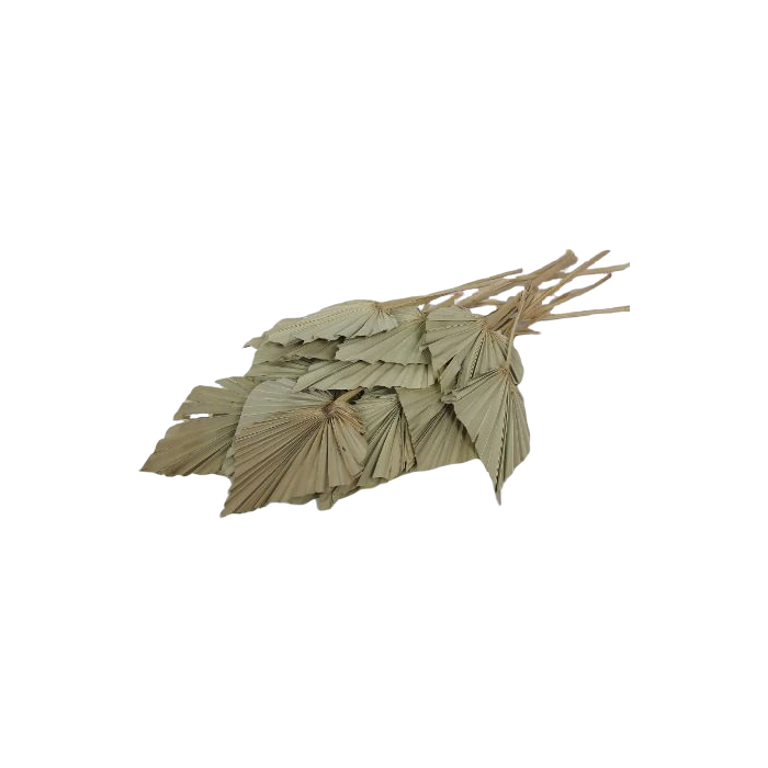 Palm Spear Natural x 20