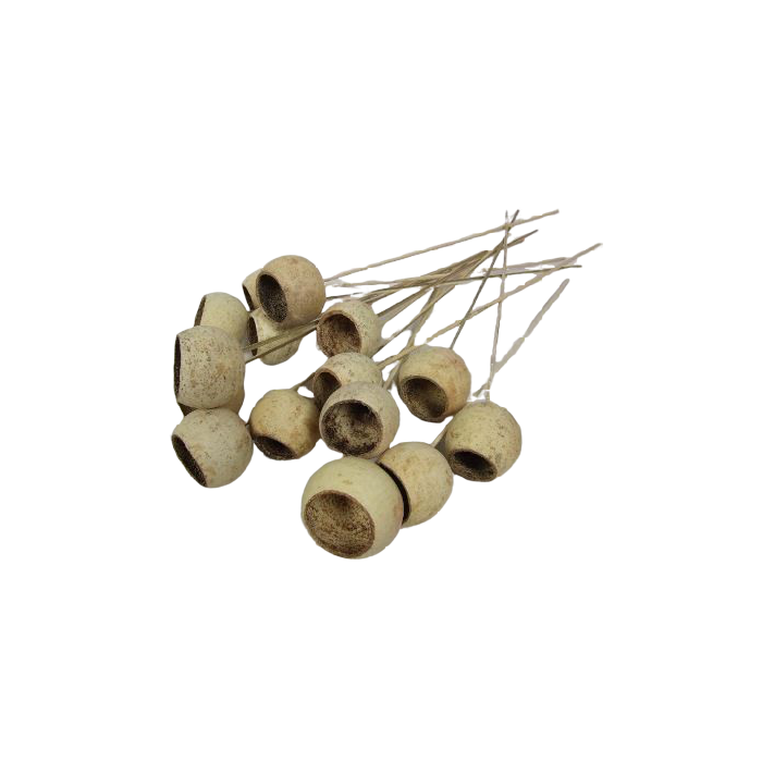 Bell Cup Medium x 15 Pcs