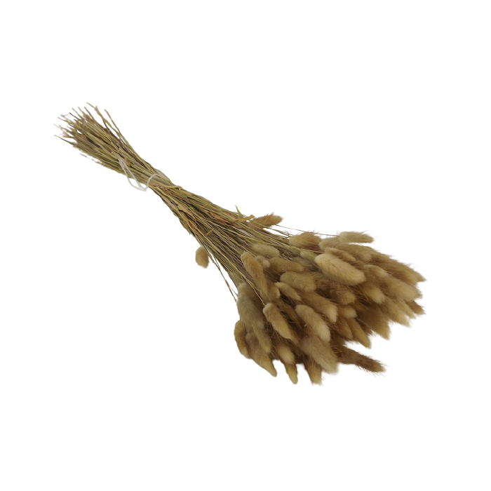 Lagarus/Bunny Tails Natural App 100g