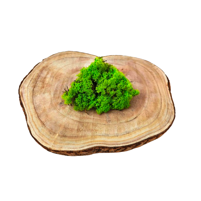 Reindeer Moss (Icelandic Moss) Apple Green (Spring)
