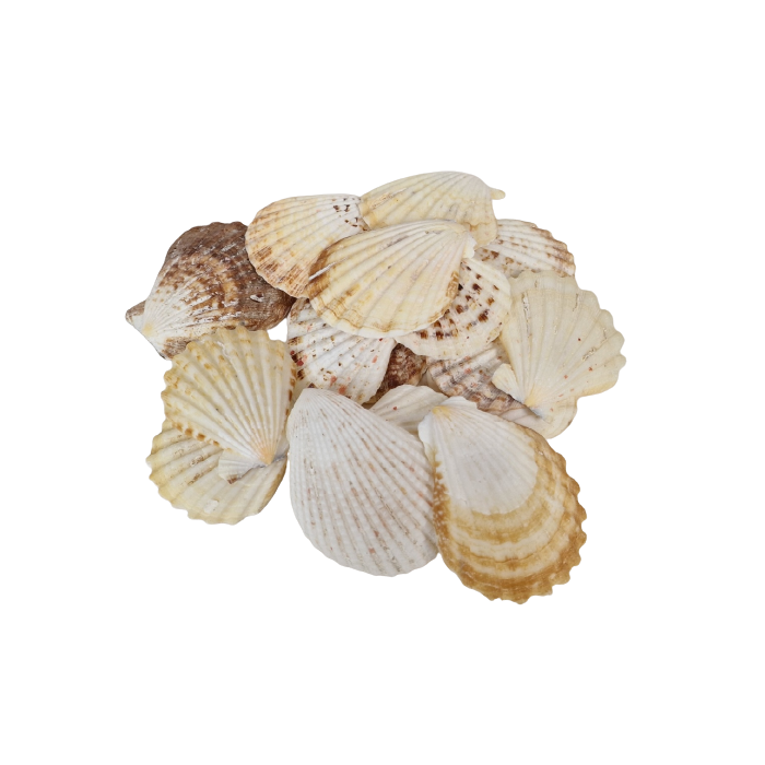Shells - Pectin Radula 1kg
