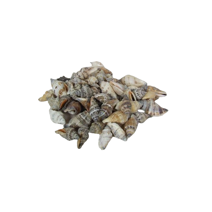 Shells - Strombus Brown Urceus