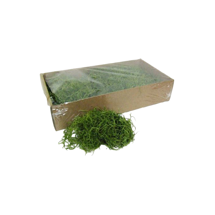 Tillandsia Moss (Forest Moss) Bag Apple Green 200g