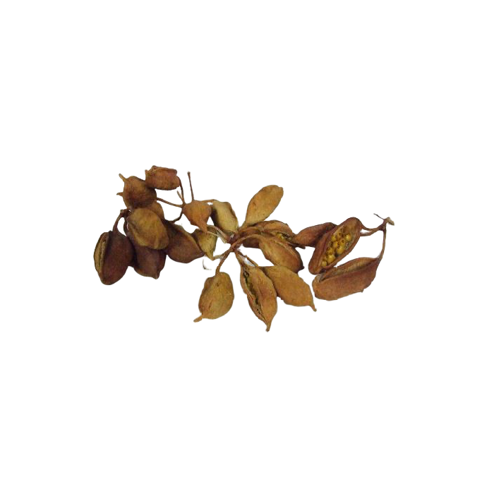 Branchichiton Pod X 800g