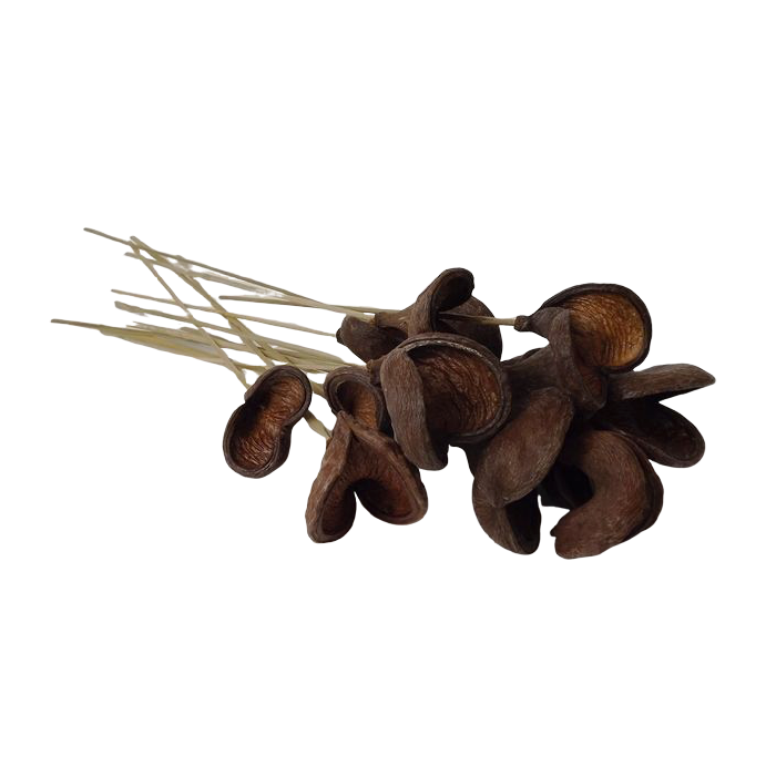 Badam Pods Halves On Stem X 15