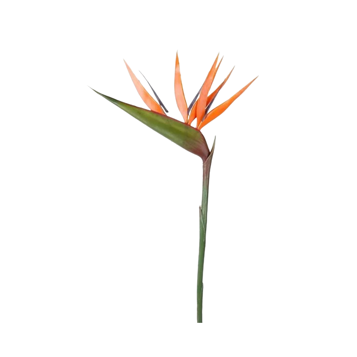 Strelitzia (Bird Of Paradise) Orange 90cm