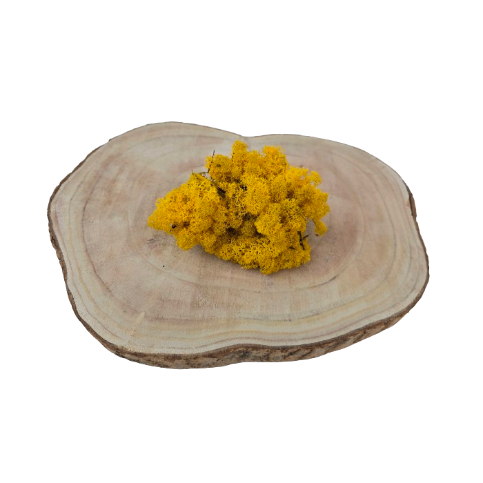 Reindeer Moss (Icelandic Moss) Yellow 