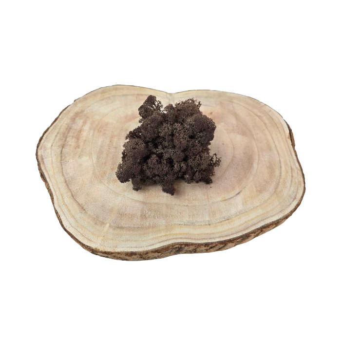 Reindeer Moss (Icelandic Moss) Brown