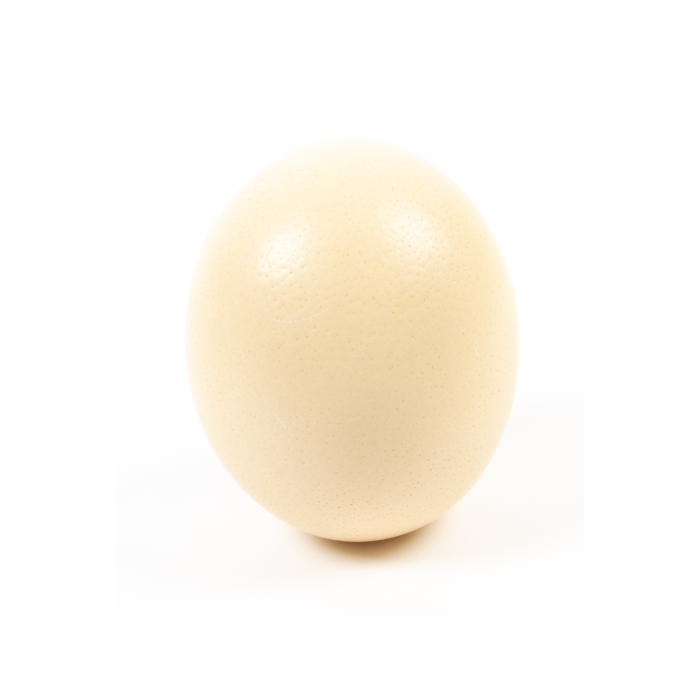 Blown Ostrich Egg X 1