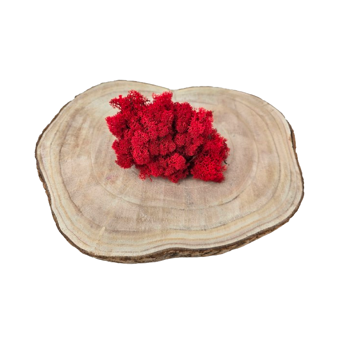 Reindeer Moss (Icelandic Moss) Red