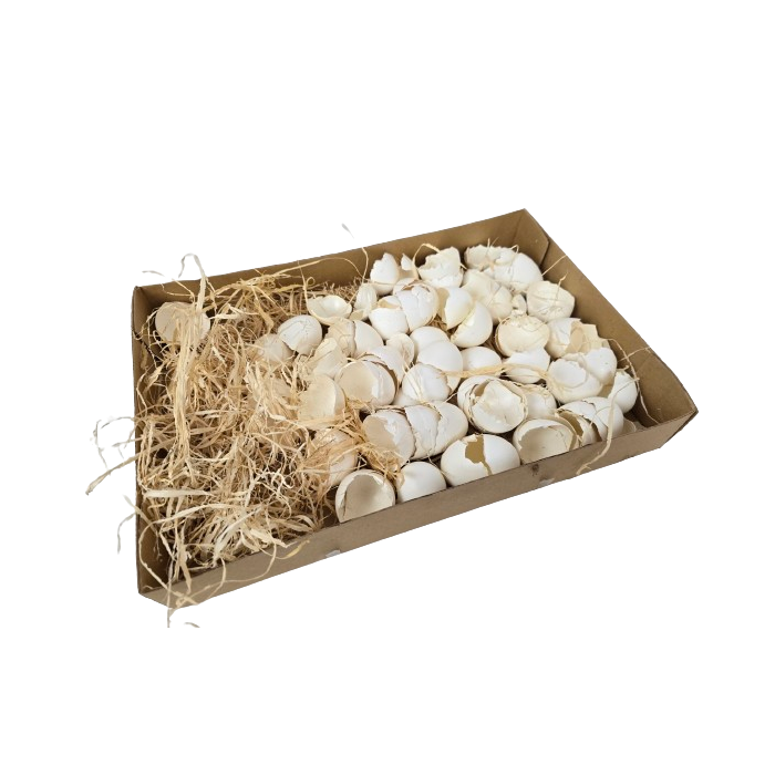 Broken Hen Shells White