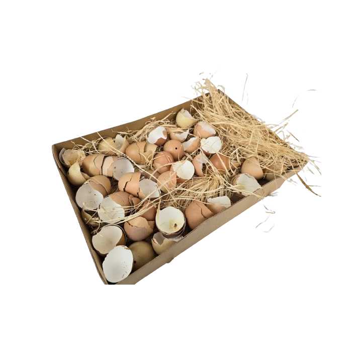 Broken Hen Shells Brown