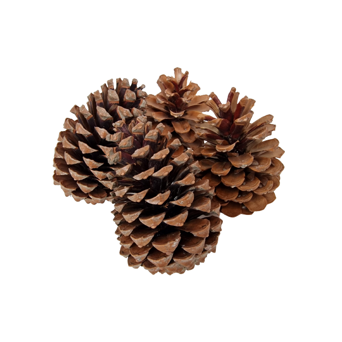 Maritima Cones 10 - 14cm x 50