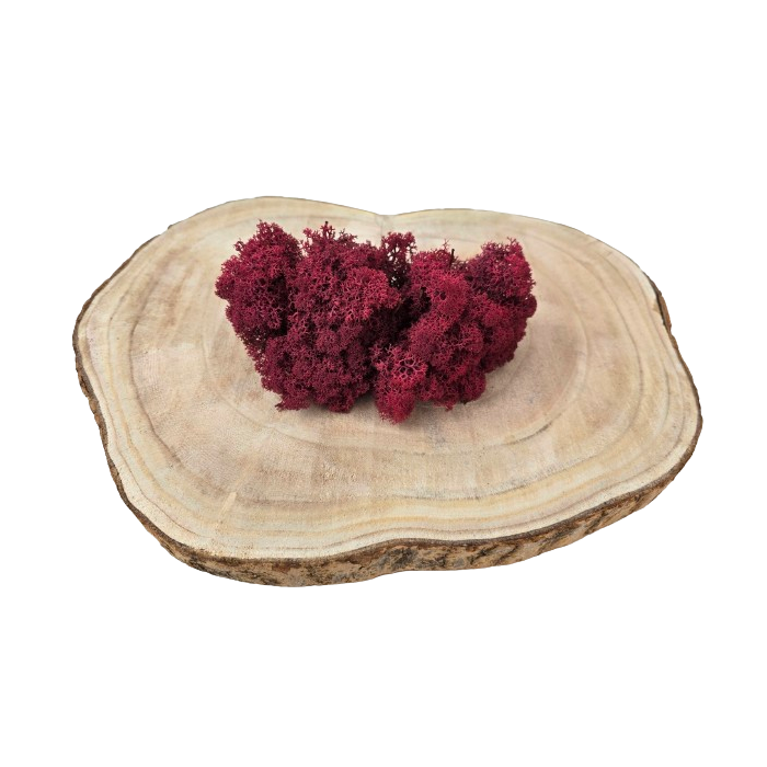 Reindeer Moss (Icelandic Moss) Burgundy