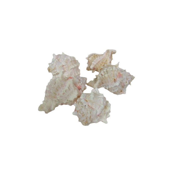 Shells - Pink Murex x 1 kg