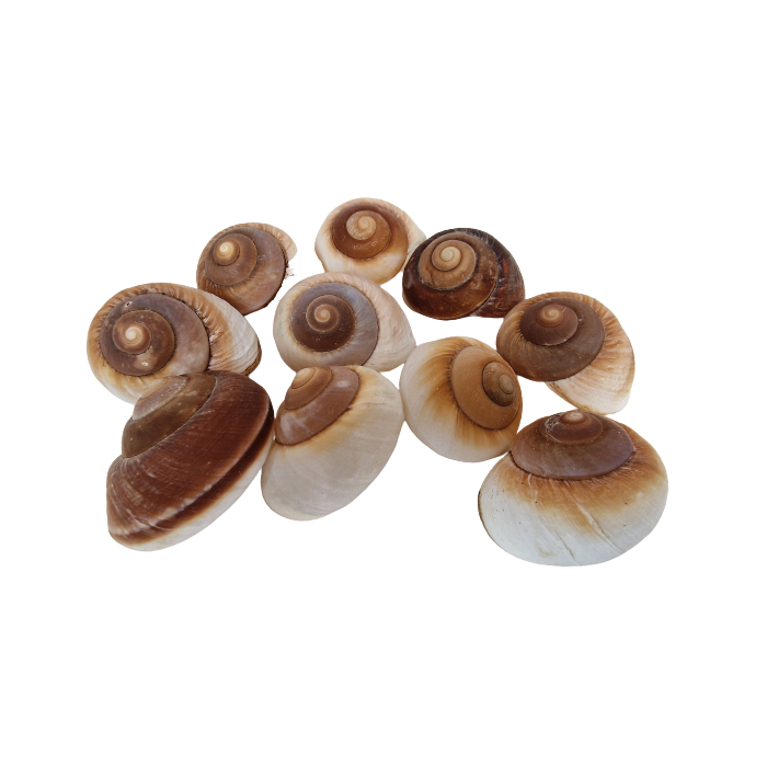 Shells - Landsnail Insomada X 10 pcs