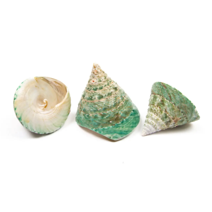 Shells - Tronca Female Natural Polished x 10pcs