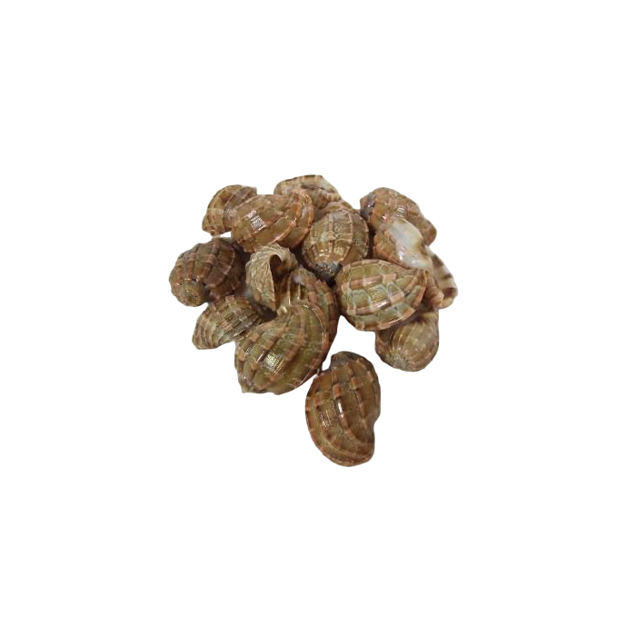 Shells - Sarpa Nest Shells X 15 Pcs