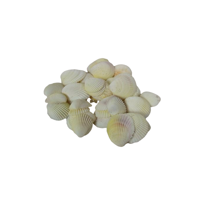 Shells - Cockles White x 1 kg