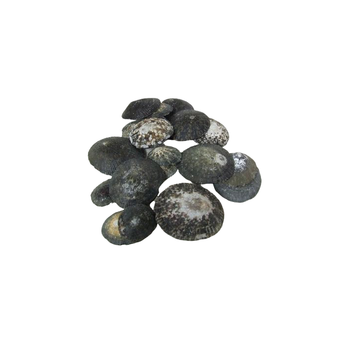 Shells - Oval Limpet x 1/2 kg
