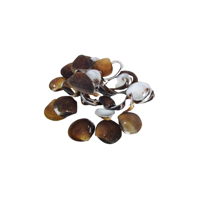 Shells - Cockles Brown x 1 kg