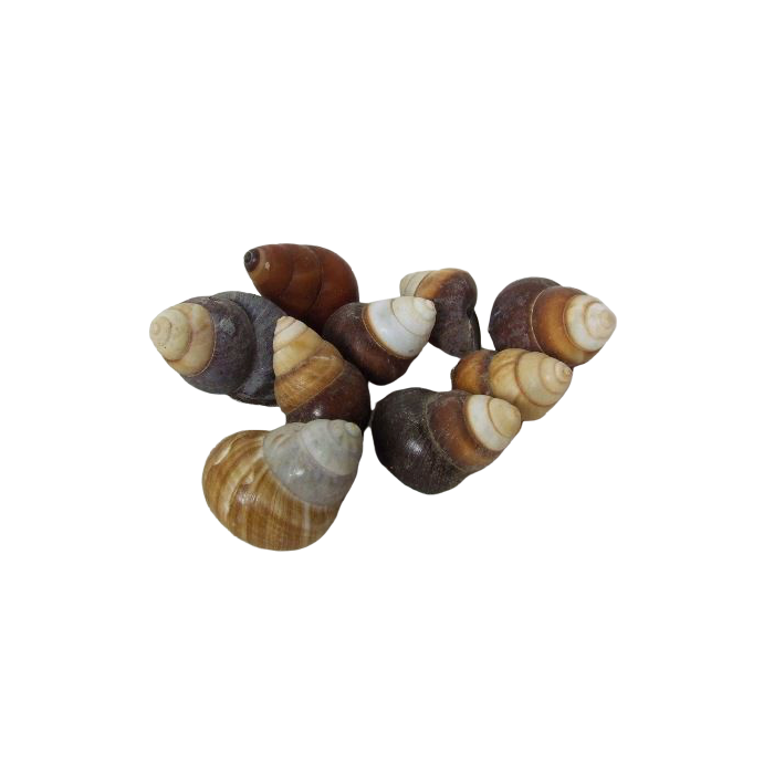 Shells - Brown Landsnail x 25pcs