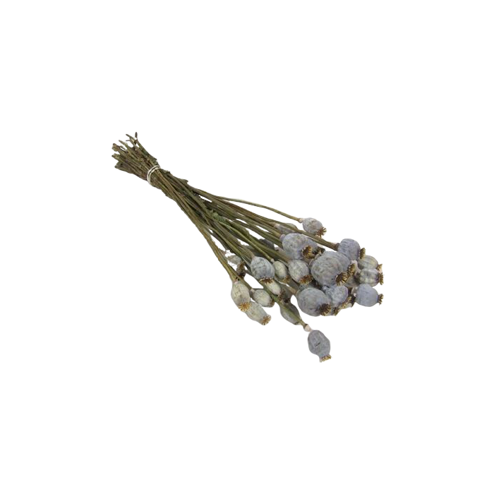 Poppy Bunch (Dutch) Natural