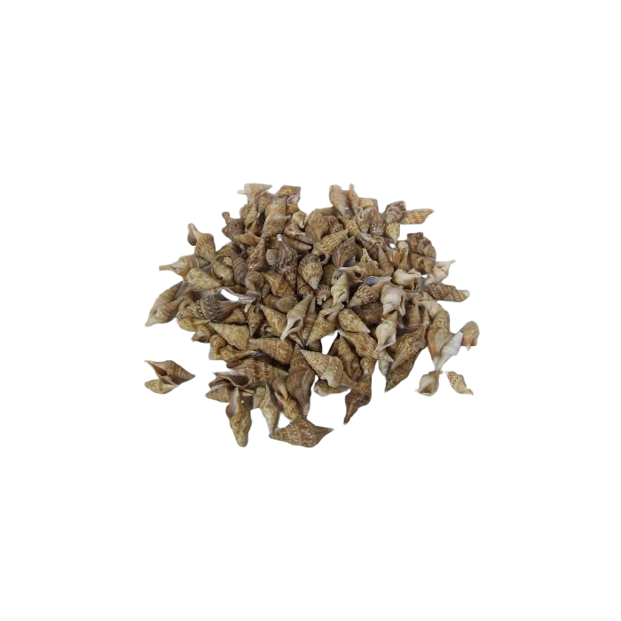 Shells - Chinna x 750g