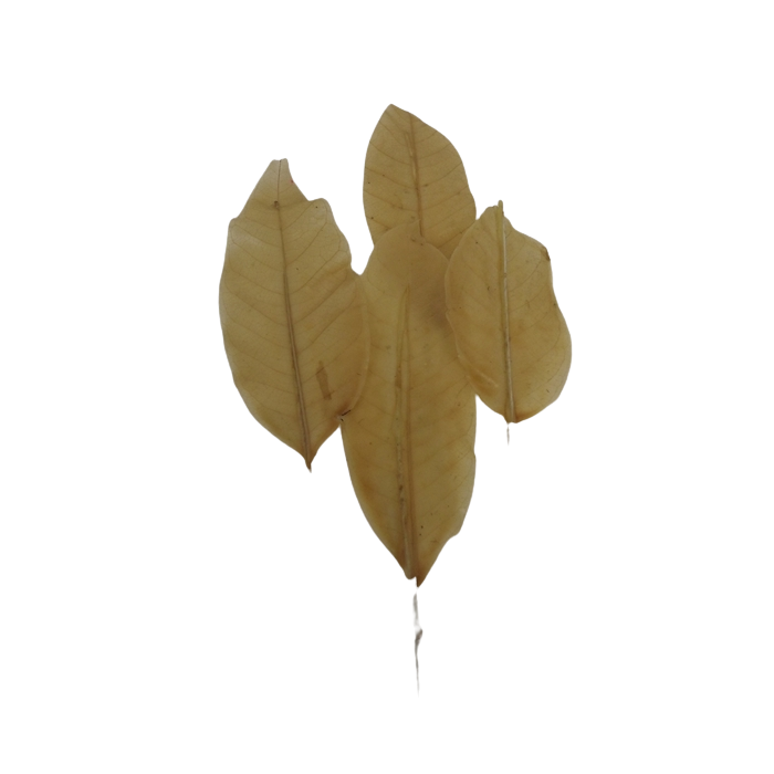 Akebi Leaves White On Wire x 48