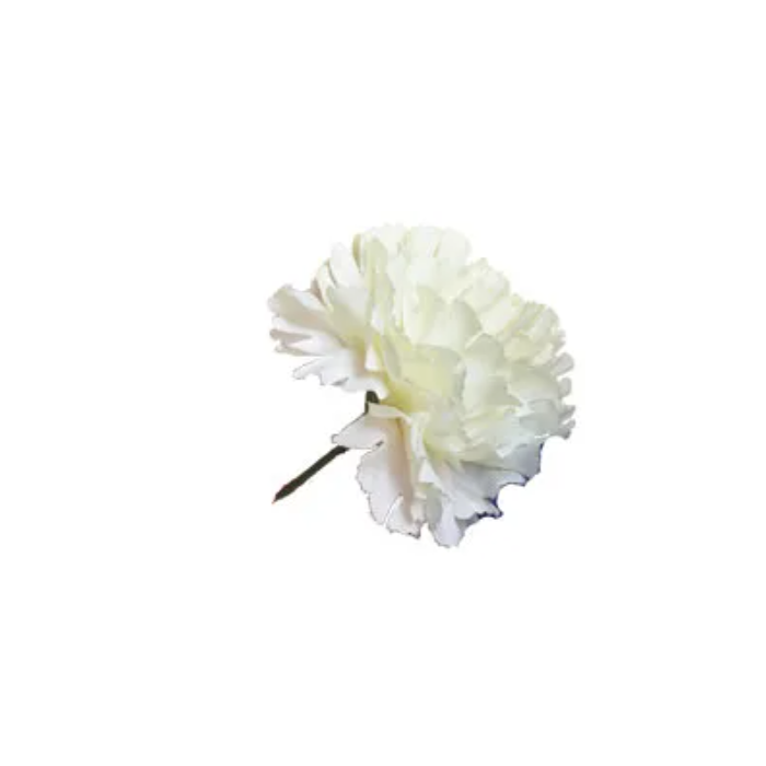 Bloom Carnations Ivory x 12 Stems