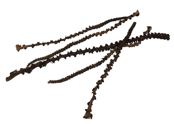 Banana Stem Natural x 20pcs