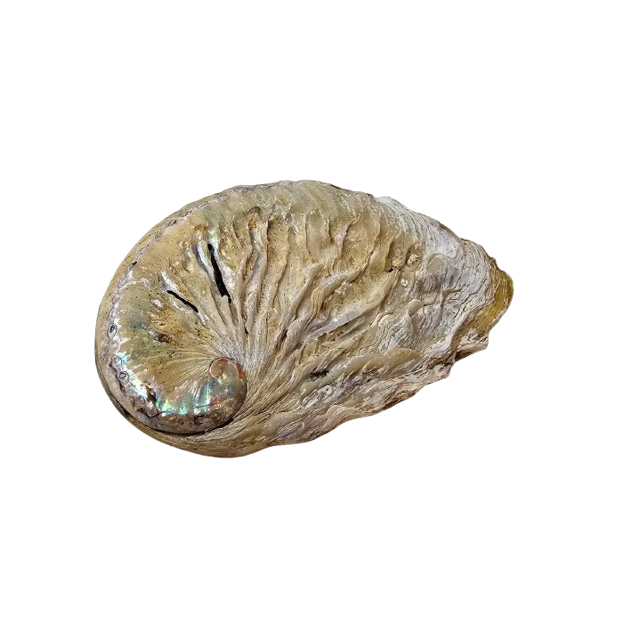 Shells - Abelone Small x 1 Kg