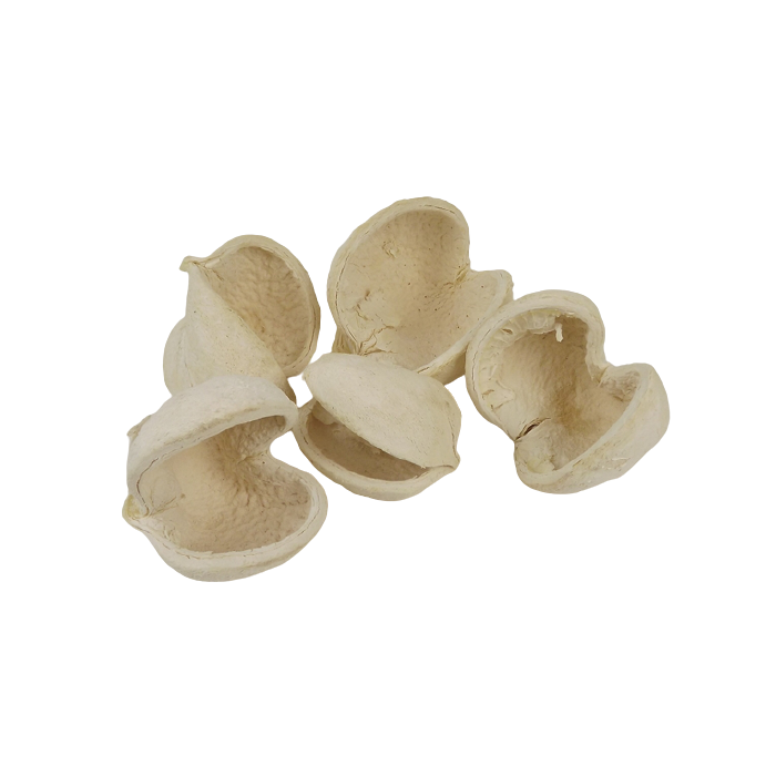Buddha Nuts Bleached x 5pcs