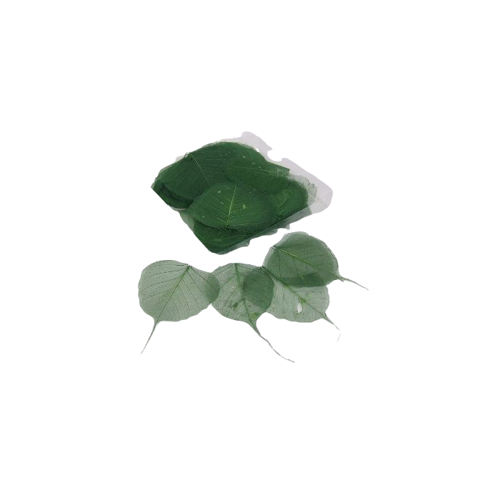 Skeleton Leaves Bleached Dark Green x 200