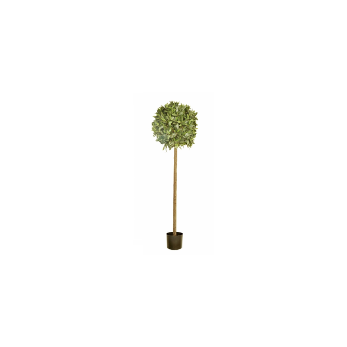 140cm Bay Topiary In Plastic Pot