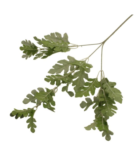 63cm Dusty Miller Spray Silver/Green
