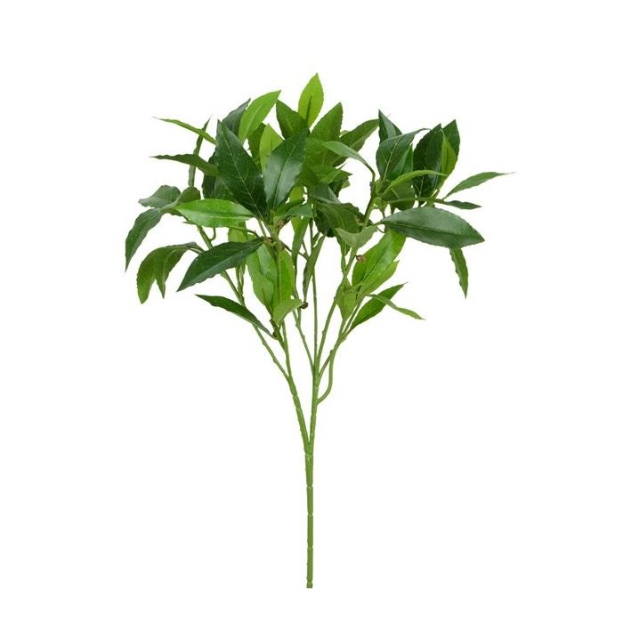 Sweet Bay Spray x 74 Leaves & 19 Beans