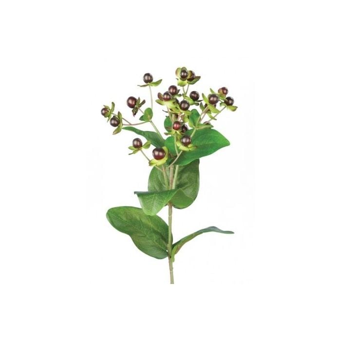 Hypericum x 23 Berries W/72 Leaves Burgundy