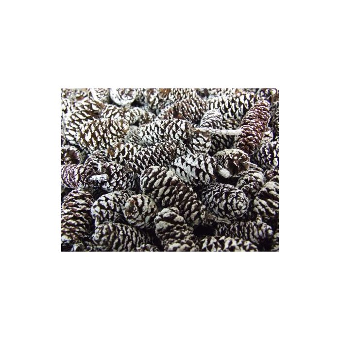 Birch Pine Cone Frosted x 1/2 Kg