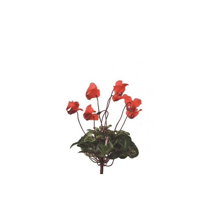 Mini Cyclamen Bush 25cm Red