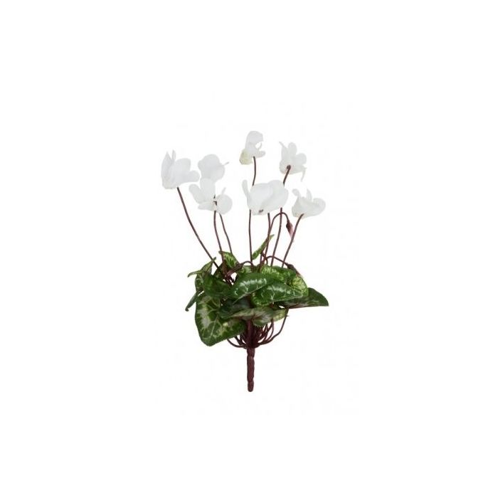 Mini Cyclamen Bush 25cm White