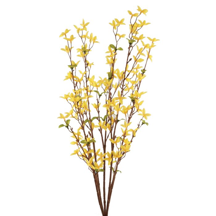 Forsythia Bush Yellow 76cm
