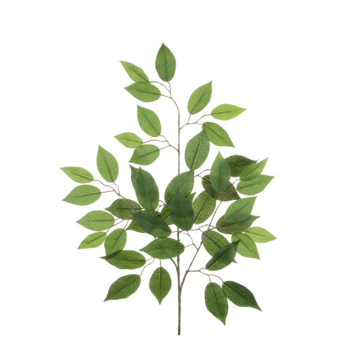 Ficus Spray Green x 42 Leaves 68cm