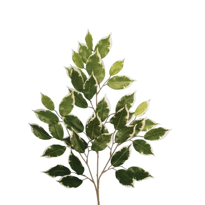 Ficus Spray Variegated  x 42 Leaves 68cm