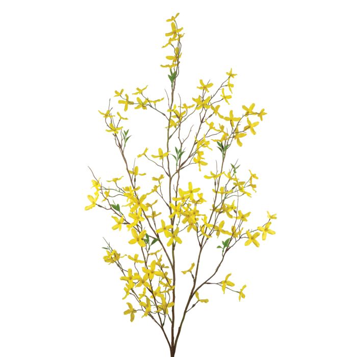 Forsythia Large Yellow 120cm