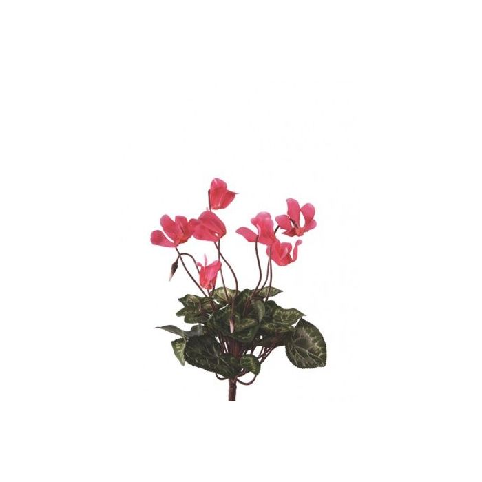 Mini Cyclamen Bush 25cm Deep Pink