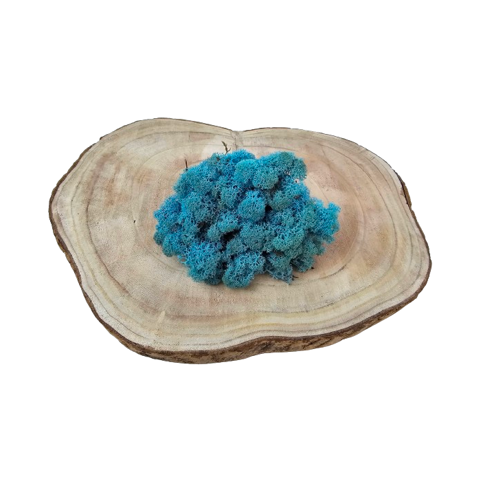 Reindeer Moss (Icelandic Moss) Aquamarine