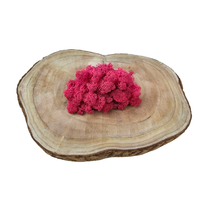 Reindeer Moss (Icelandic Moss) Fuchsia