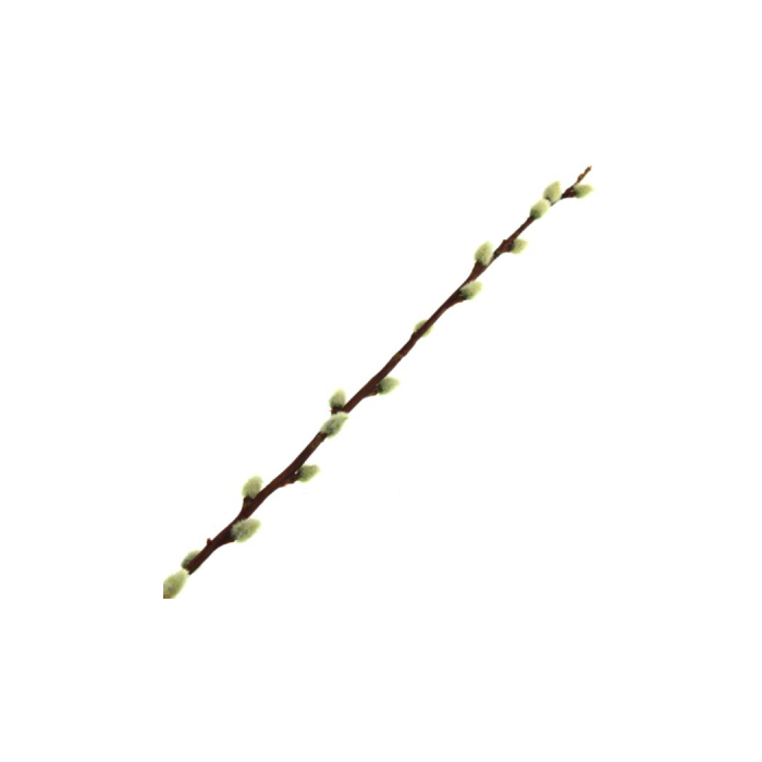 100cm Pussy Willow