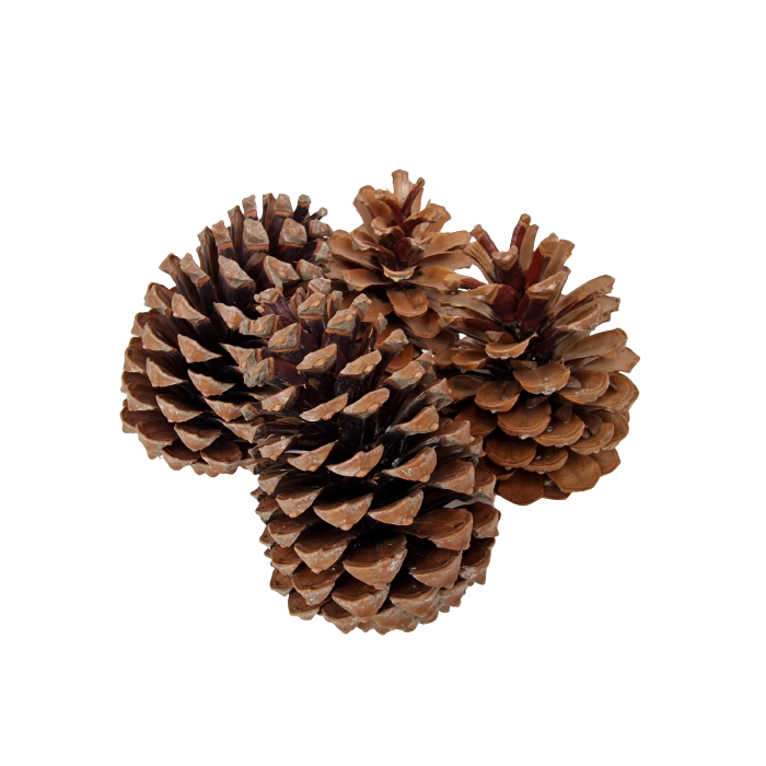 Maritima Cones 14 - 18cm x 10 Pieces